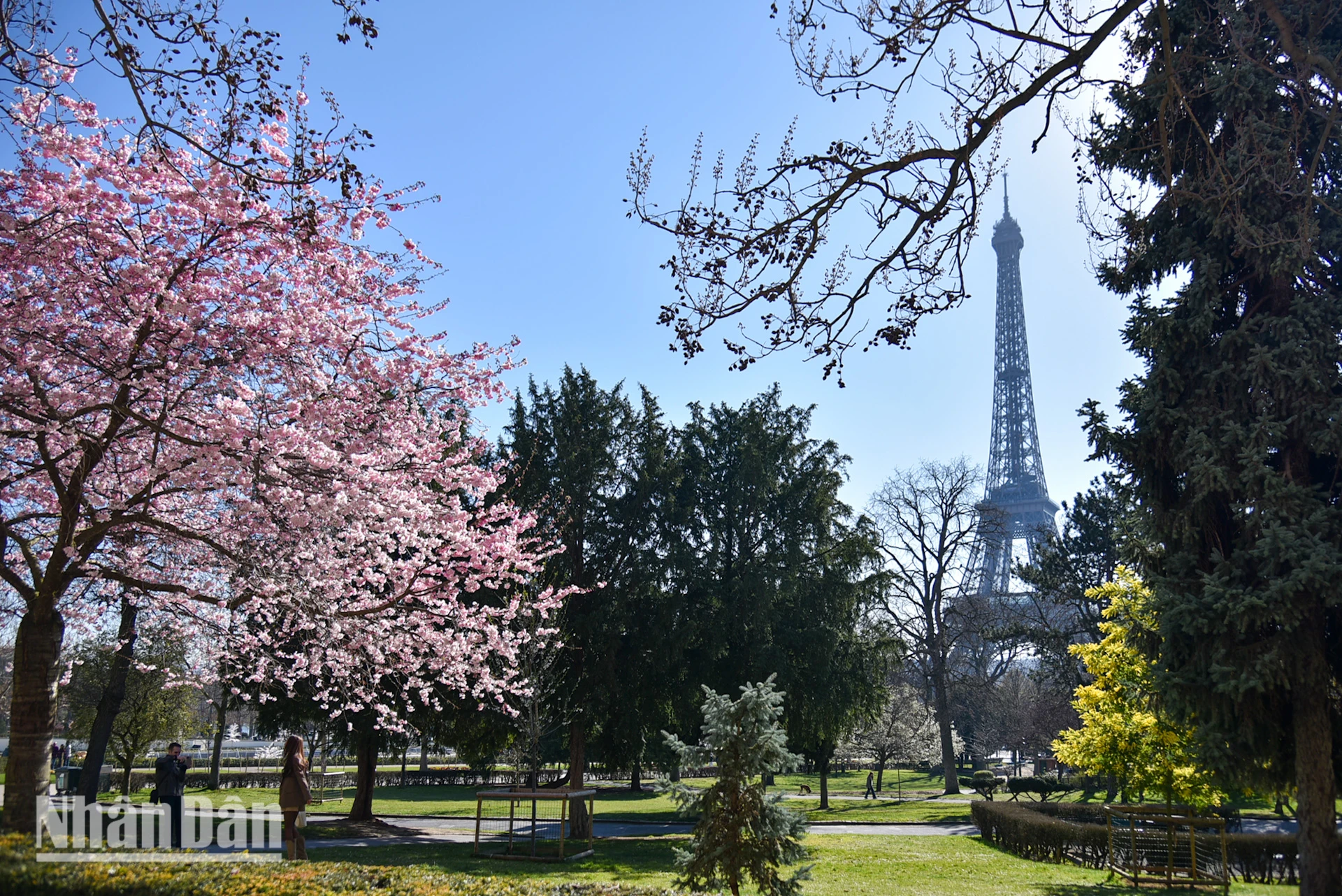 [Foto] Paris „verzaubert“ von der blühenden Blumensaison Foto 2