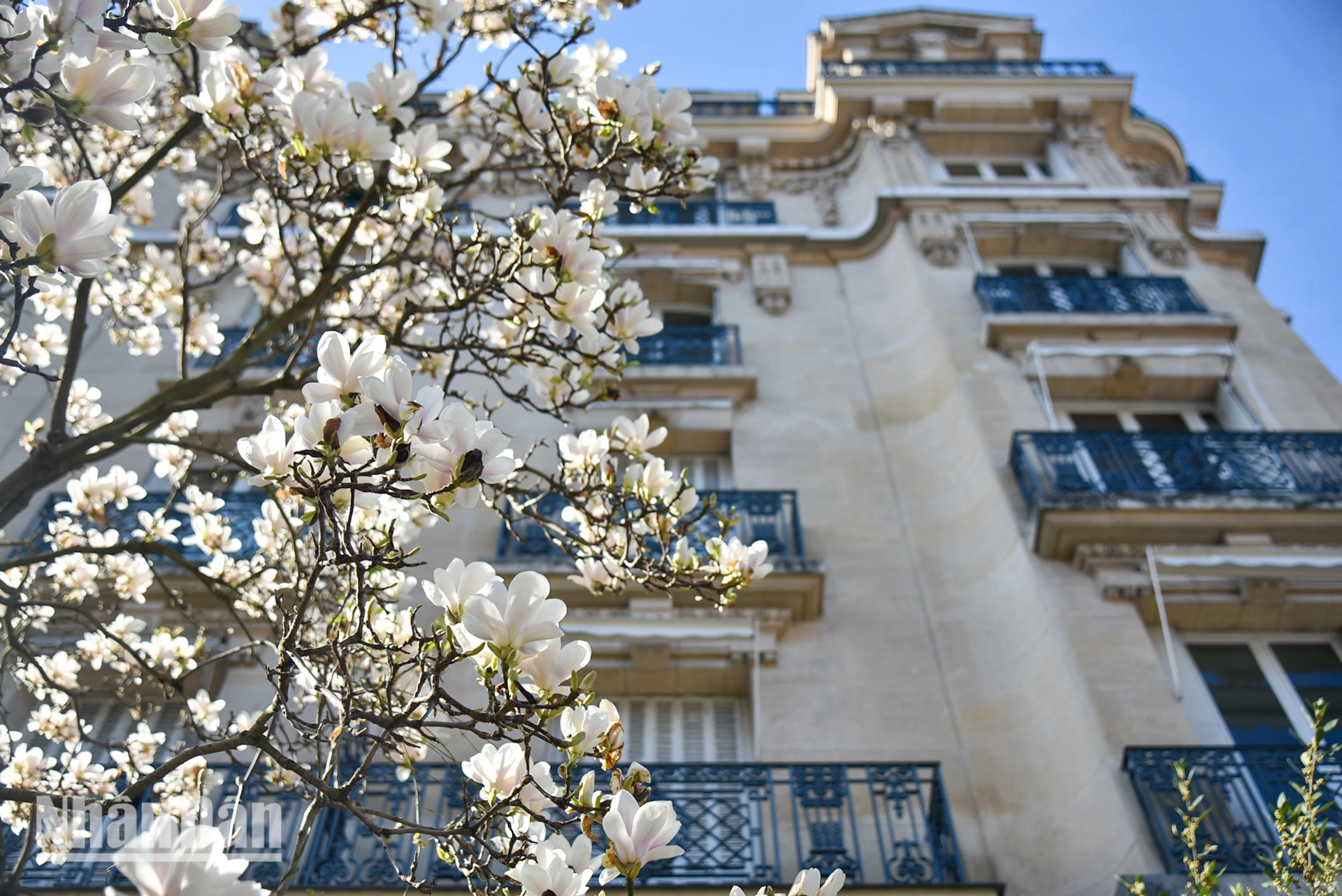 [Ảnh] Paris “mê hoặc” mùa hoa khoe sắc ảnh 7