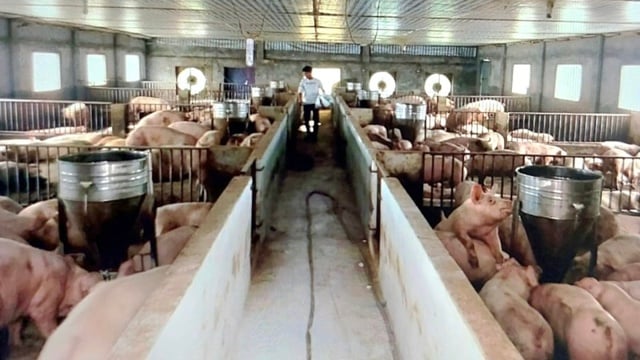 High pig prices encourage farmers to restore their herds