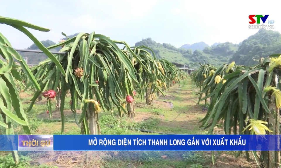 Mở rộng diện tích thanh long gắn với xuất khẩu