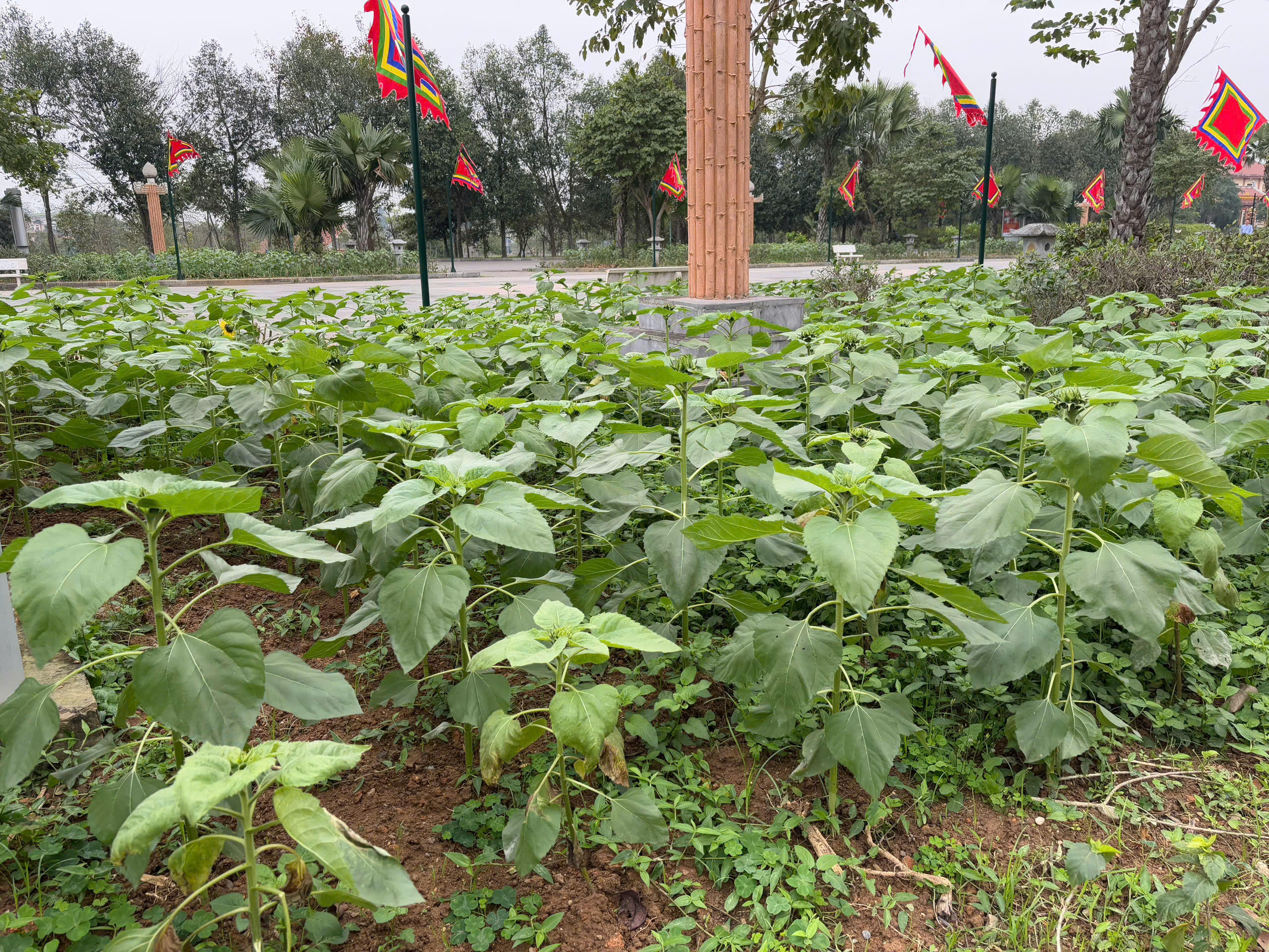 ดอกทานตะวันนับหมื่นต้นถูกปลูกที่วัดหุ่ง