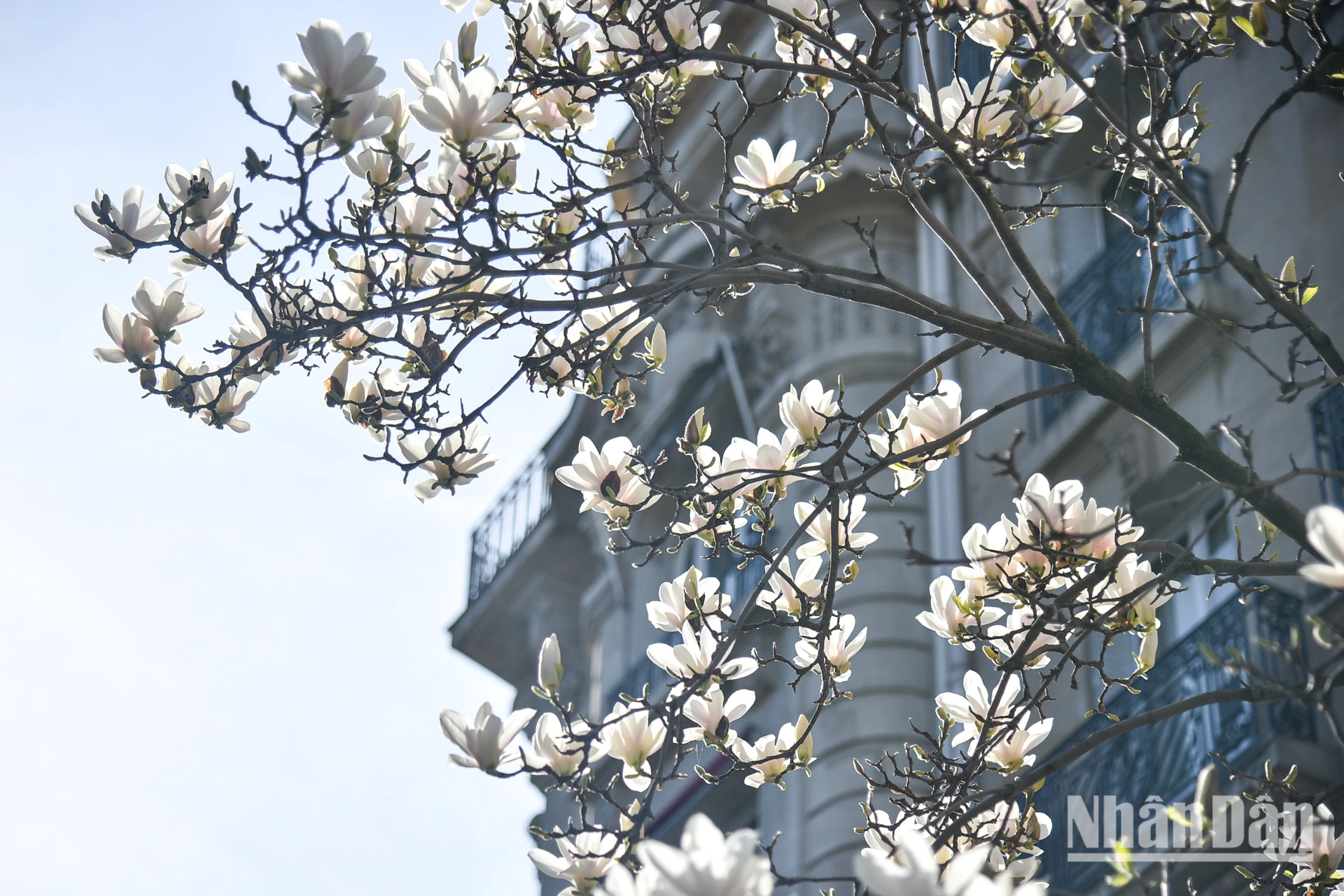 [Foto] Paris „verzaubert“ von der blühenden Blumensaison Foto 8