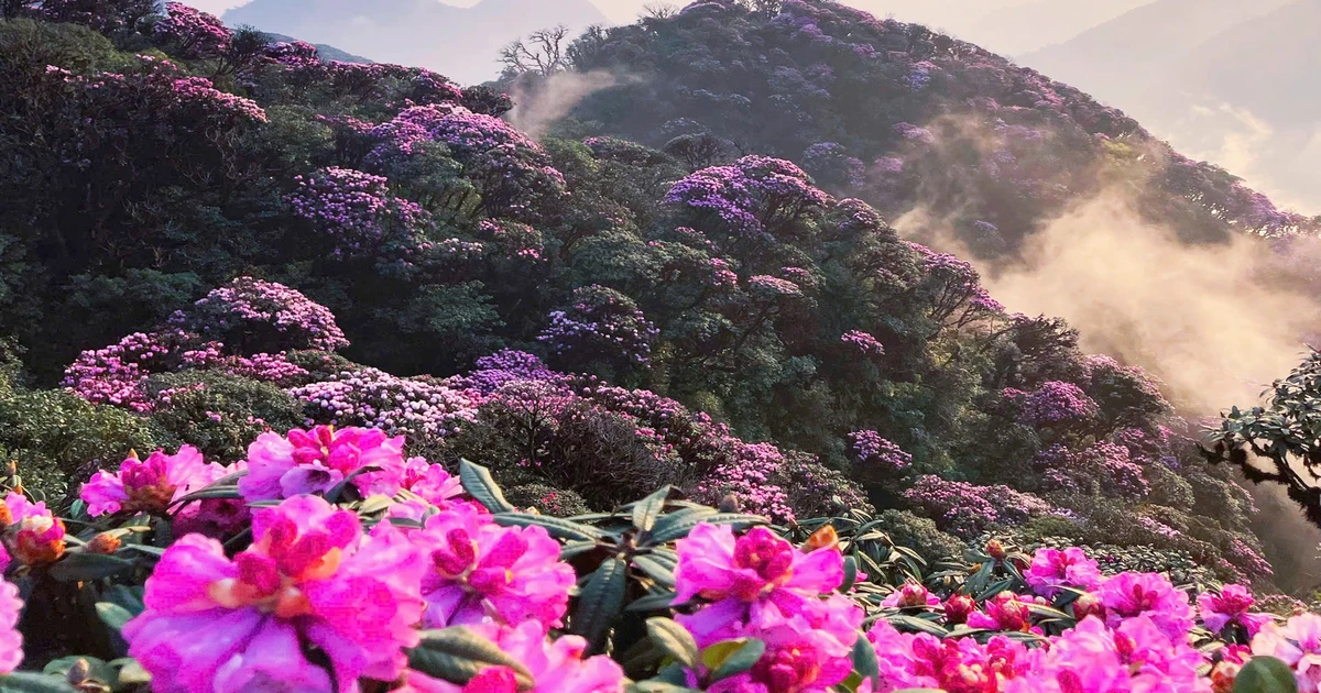 [Foto] Lai Chau ist im März wegen der Rhododendron-Saison ein Traum