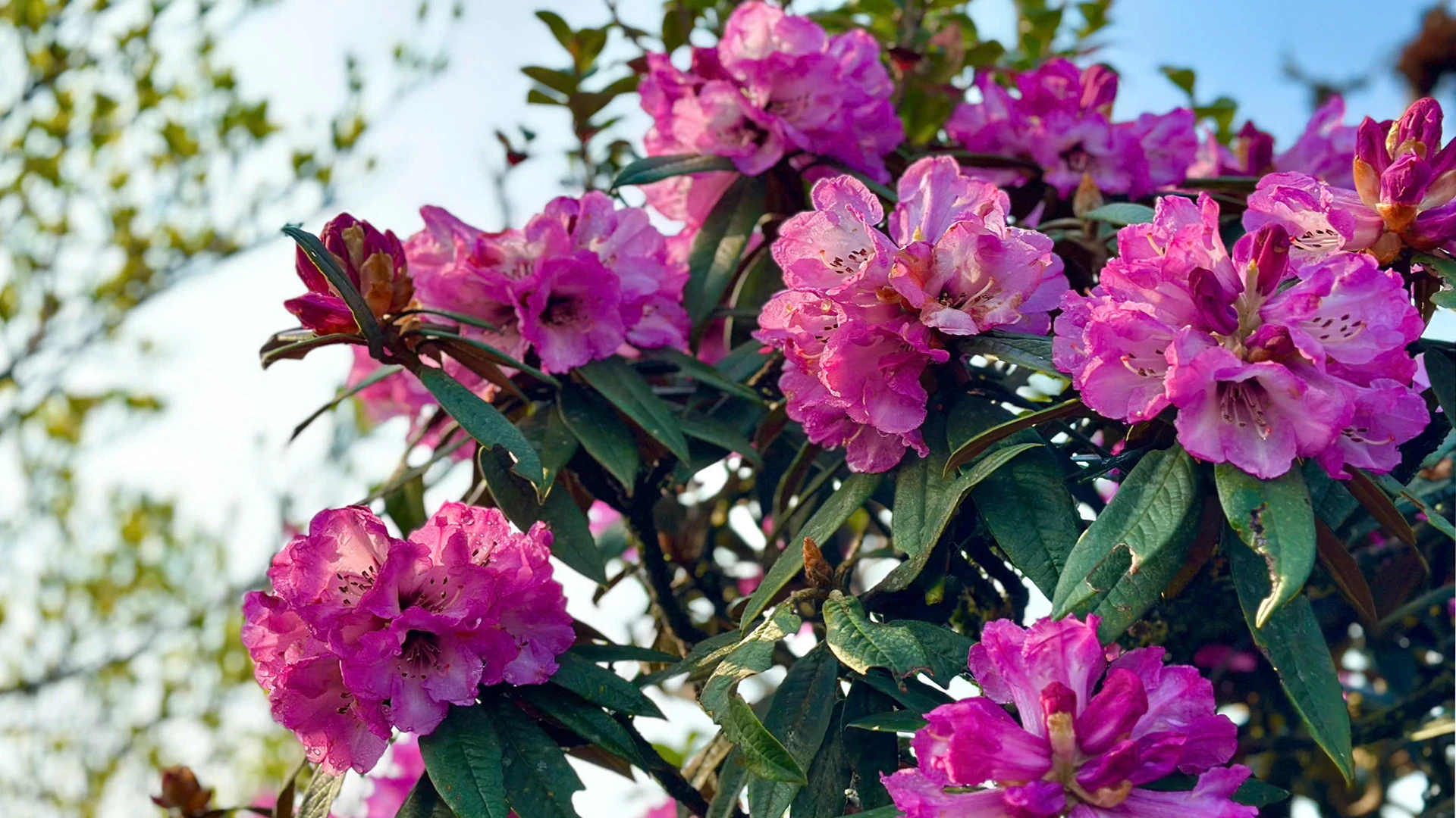 [Foto] Lai Chau en marzo es brillante con la foto 10 de la temporada de rododendros