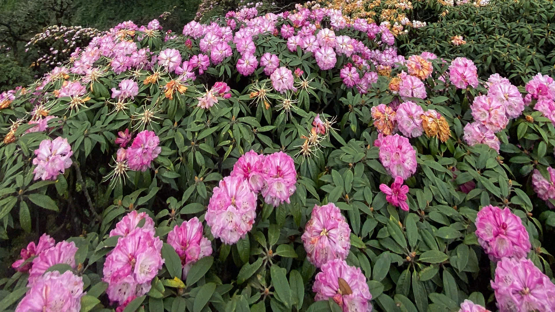 [Foto] Lai Chau en marzo es brillante con la foto 4 de la temporada de rododendros