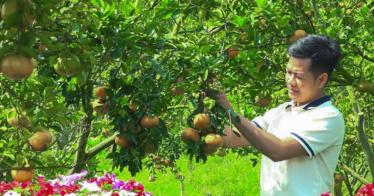 Anbau von rosa Grapefruits aus Lai Vung außerhalb der Saison, um Touristen am Todestag von Hung King (30. April und 1. Mai) willkommen zu heißen