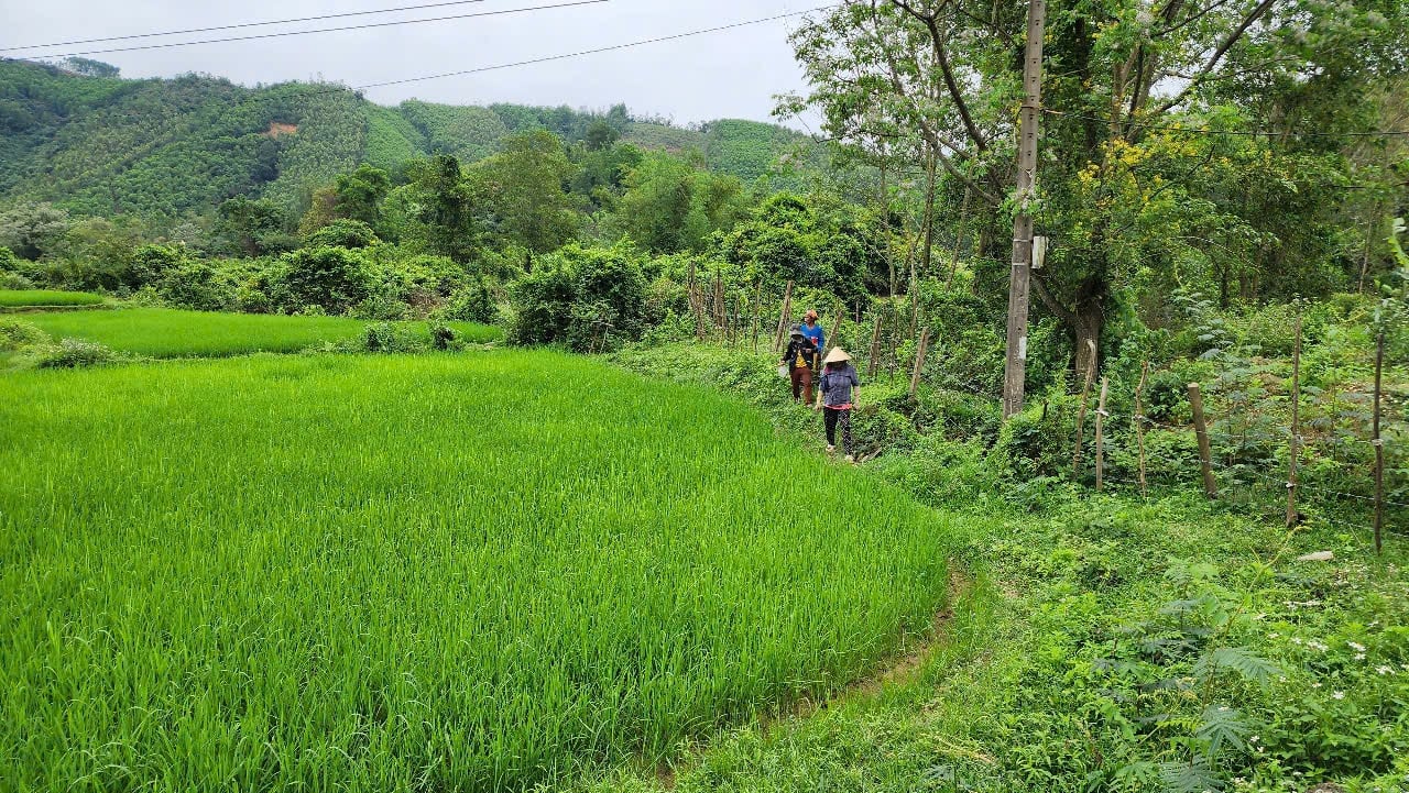 Dù cây lúa chưa giúp bà con ở Lâm Ninh trở nên giàu có nhưng cũng đã giải quyết bài toán lương thực ở bản. Hiện nay ở bản Lâm Ninh, bà con duy trì cấy 2 vụ lúa/năm