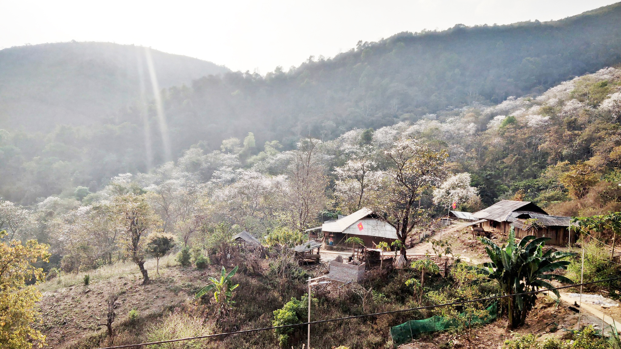 Preserving ancient forests