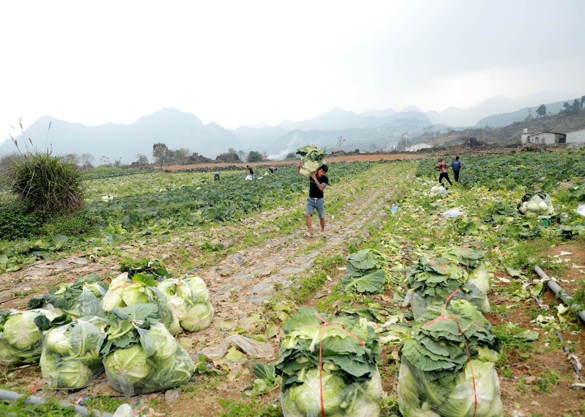 Punto brillante en la zona fronteriza - Periódico electrónico de Ha Giang