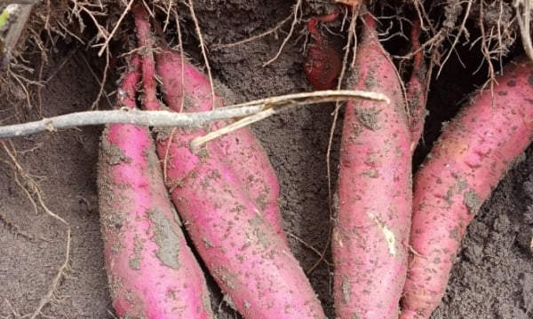 Süßkartoffelbauern machen große Gewinne, da sich die Preise verdreifachen