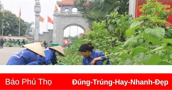 Hàng chục nghìn cây hoa hướng dương được trồng tại Đền Hùng