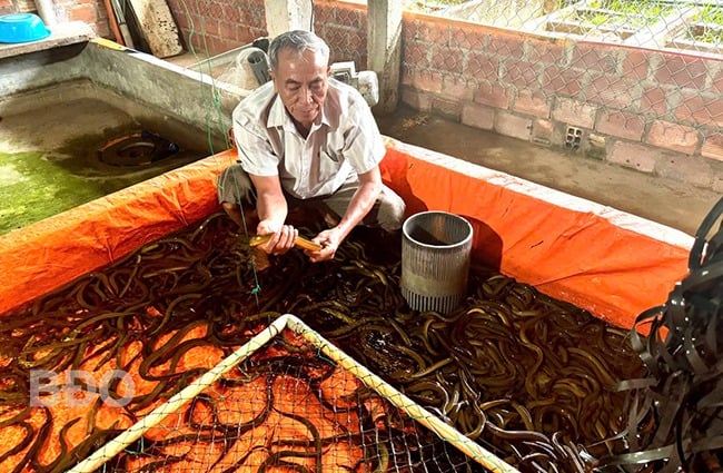 Con đặc sản bình dân này nuôi dày đặc trong nhà, một ông nông dân Bình Định lãi hơn nửa tỷ/năm - Ảnh 1.