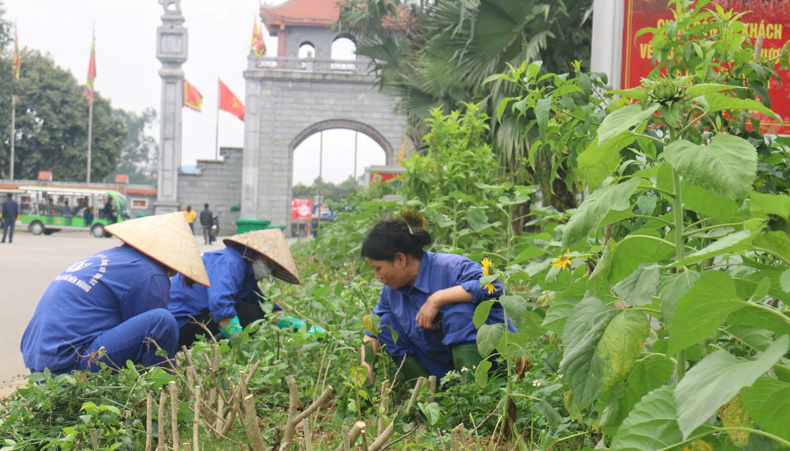 ดอกทานตะวันนับหมื่นต้นถูกปลูกที่วัดหุ่ง