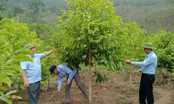 Binh Lieu: Focus on planting scattered trees and high-value trees