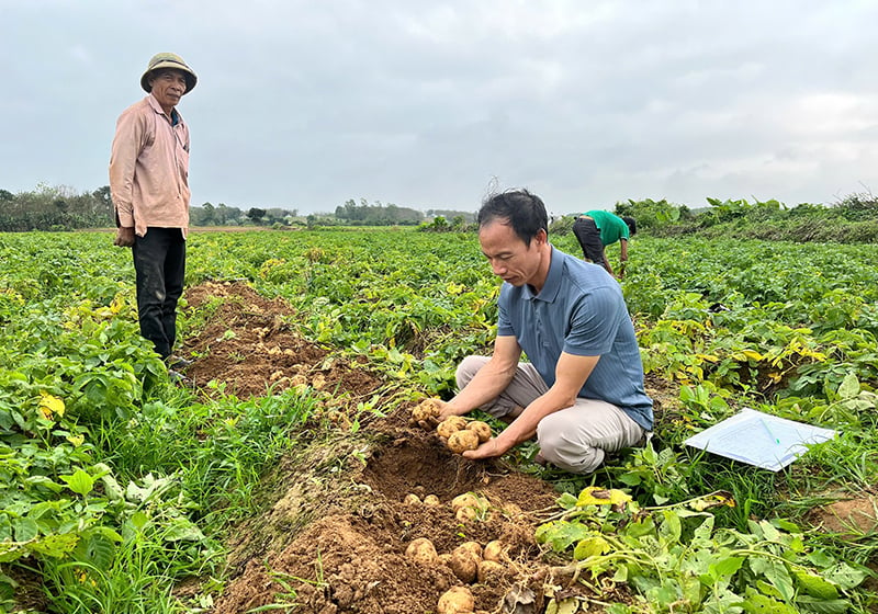 Bo Trach: Cultivo de patatas crudas para la industria procesadora