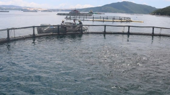 Khanh Hoa approves 23 high-tech marine farming areas