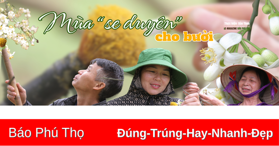 Mùa “se duyên” cho bưởi