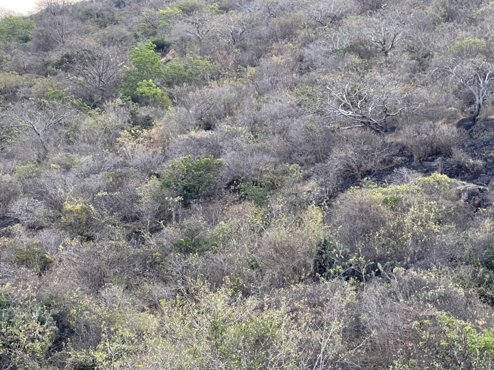 After the big fire, the purple Lagerstroemia forest is still intact and is preparing for the blooming season to attract tourists.