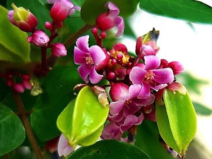 Junto al porche de flores de carambola