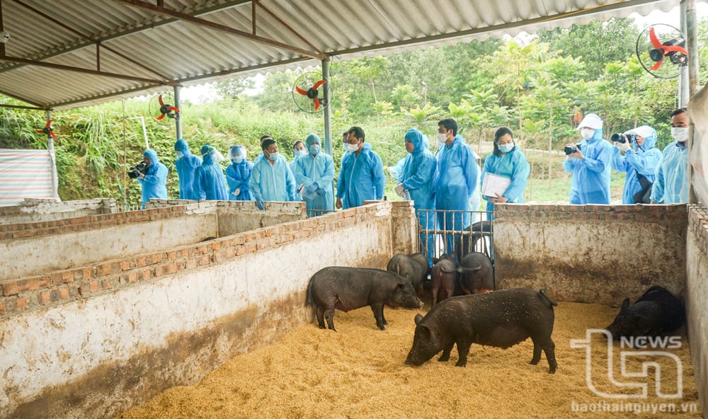 การให้คำปรึกษาและถ่ายทอดเทคโนโลยีการเลี้ยงหมูด้วยอาหารเสริมชาเขียว