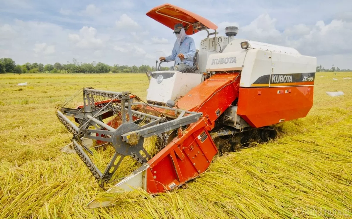 Precio del arroz hoy 21 de marzo de 2025: ligero aumento de 100 VND/kg