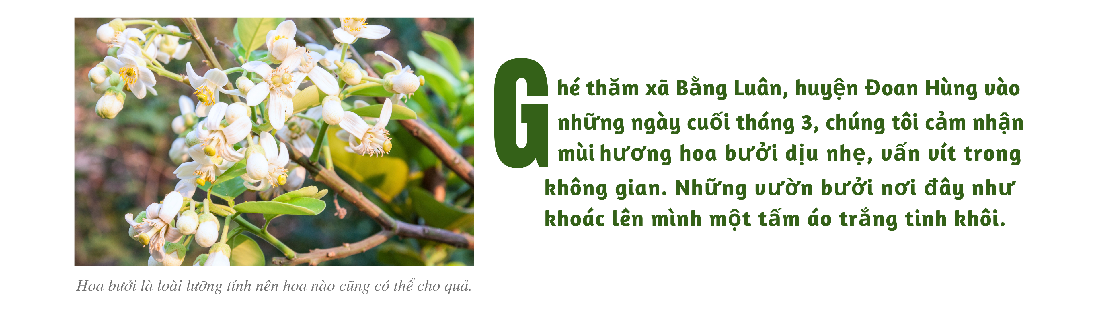 Mùa “se duyên” cho bưởi