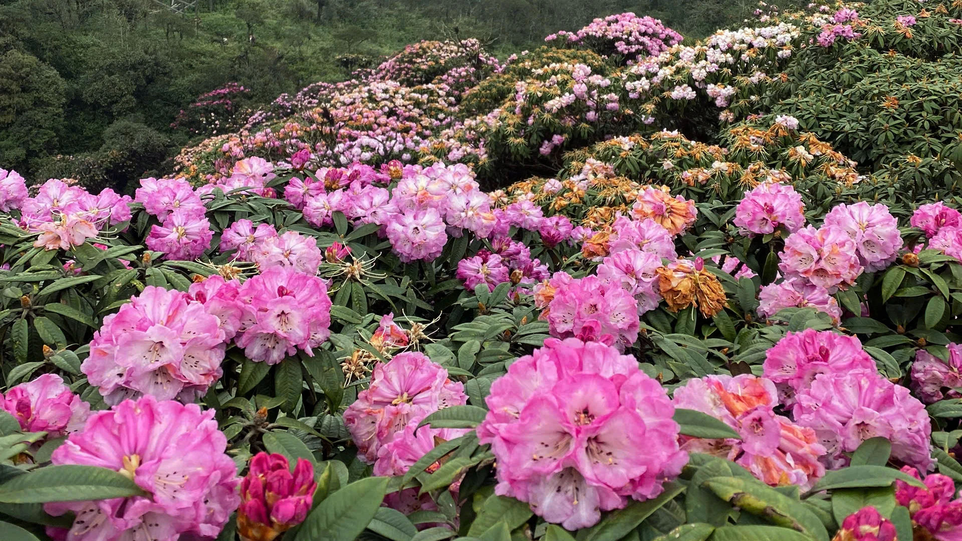 [Foto] Lai Chau en marzo es brillante con la foto 2 de la temporada de rododendros