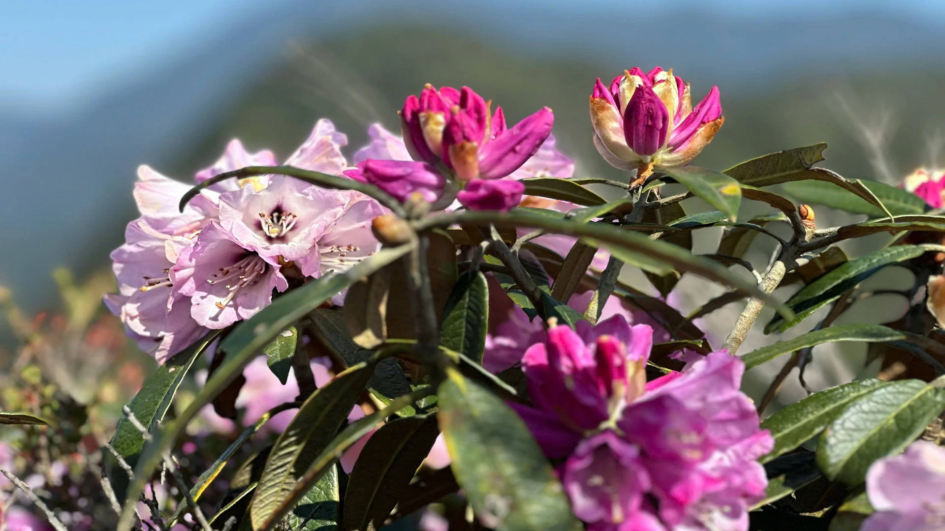 [Foto] Lai Chau en marzo es brillante con la foto 11 de la temporada de rododendros