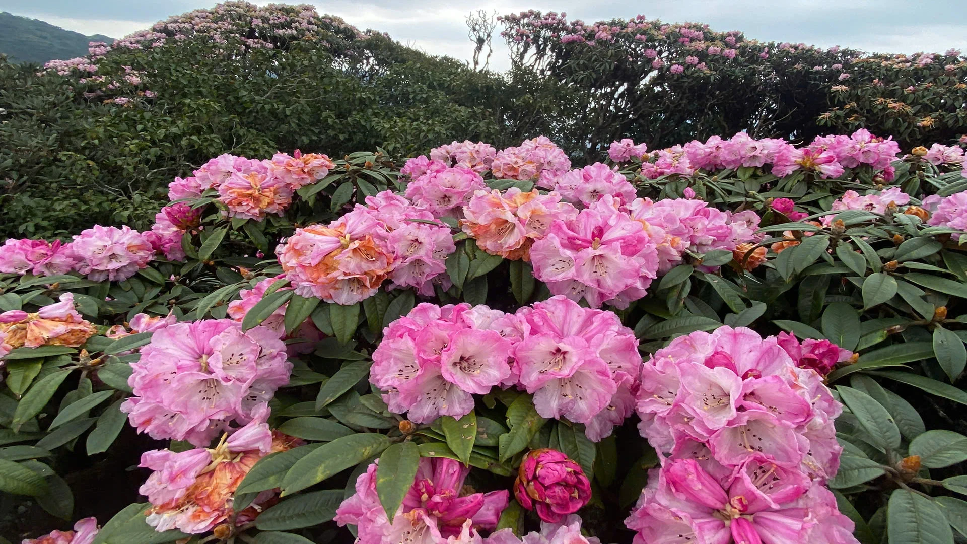 [Foto] Lai Chau en marzo es brillante con la foto 3 de la temporada de rododendros