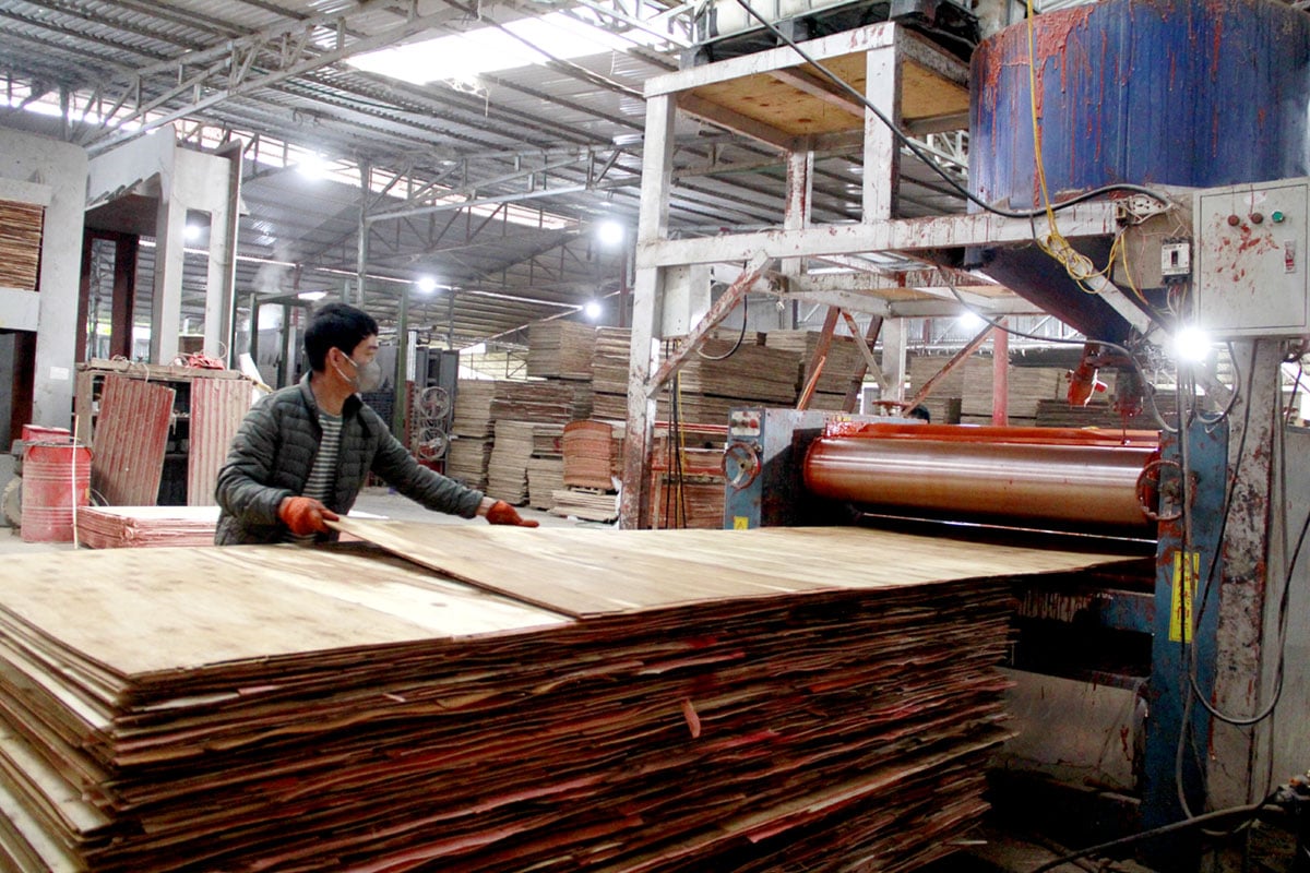 Producción de madera contrachapada para exportación en Trach Duy Joint Stock Company, comuna de Thanh Thuy (Vi Xuyen).