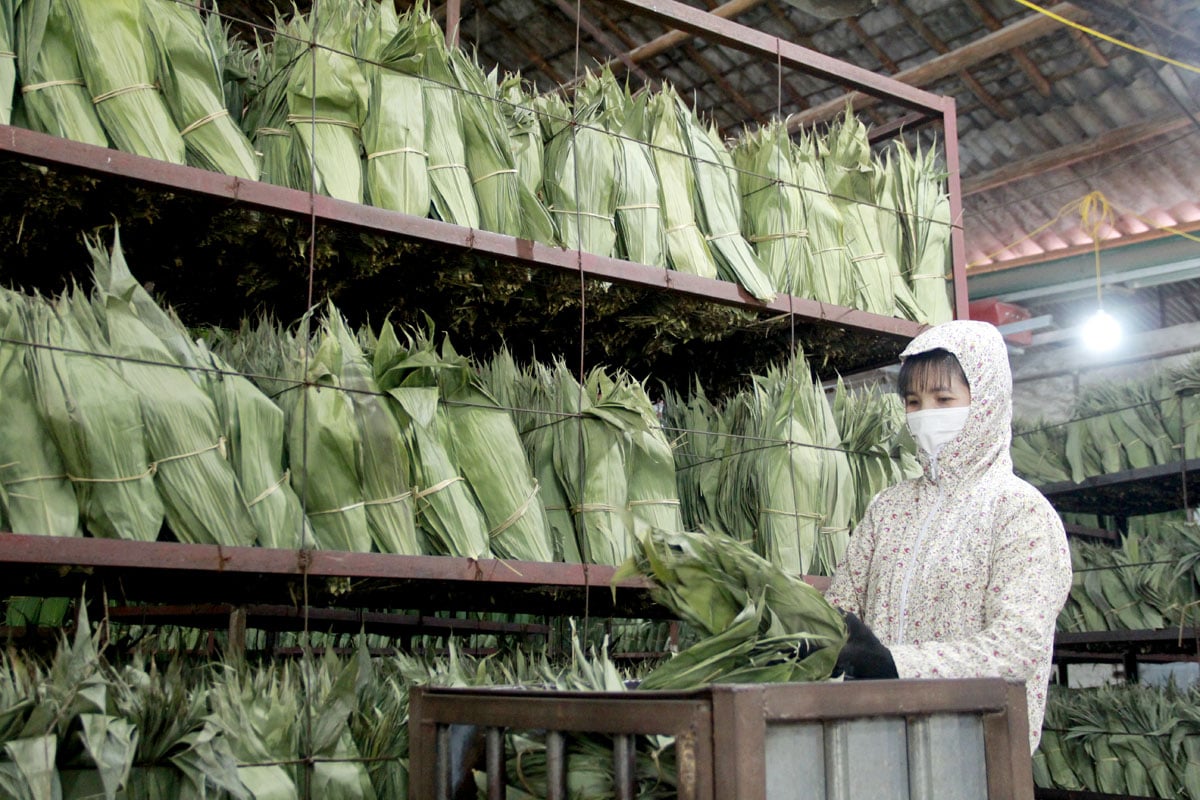 Embalaje de hojas de giang para exportación en las instalaciones de producción del Sr. Tran Manh Cuong, comuna de Quang Minh (Bac Quang).  