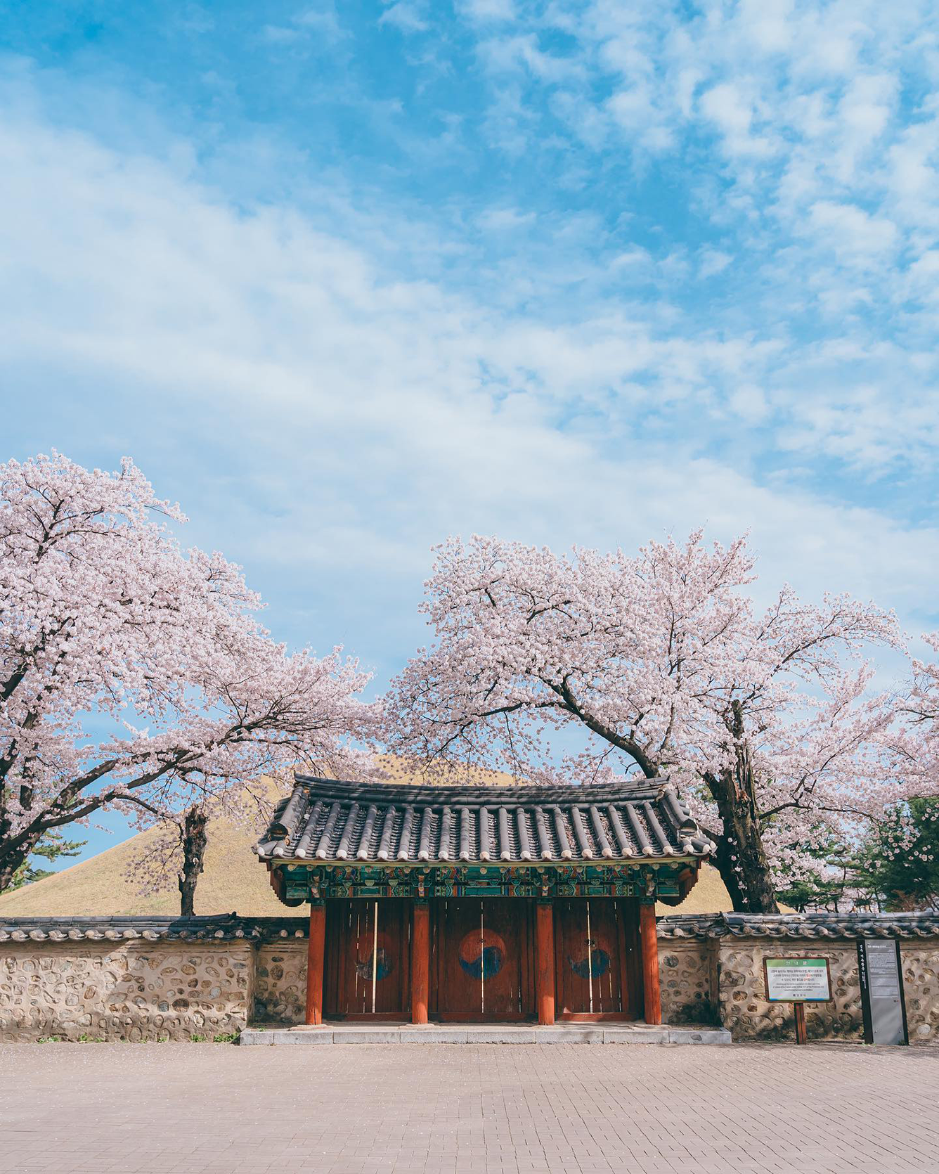 Orte zur Kirschblütenbeobachtung in Korea, von Seoul bis Jeju, 4.png