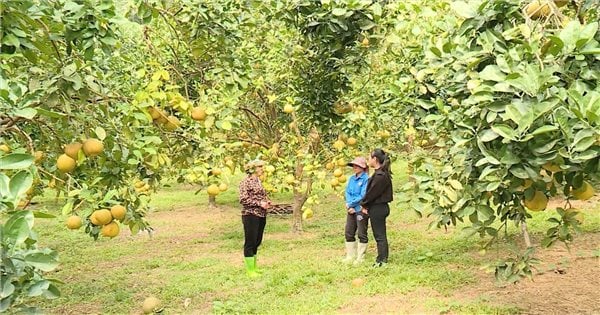 ทุนสินเชื่อนโยบายสนับสนุนการดำรงชีพในเยนซอนอย่างมีประสิทธิผล