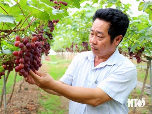 New grape variety NH01-16: Expected to gradually replace traditional red grape varieties