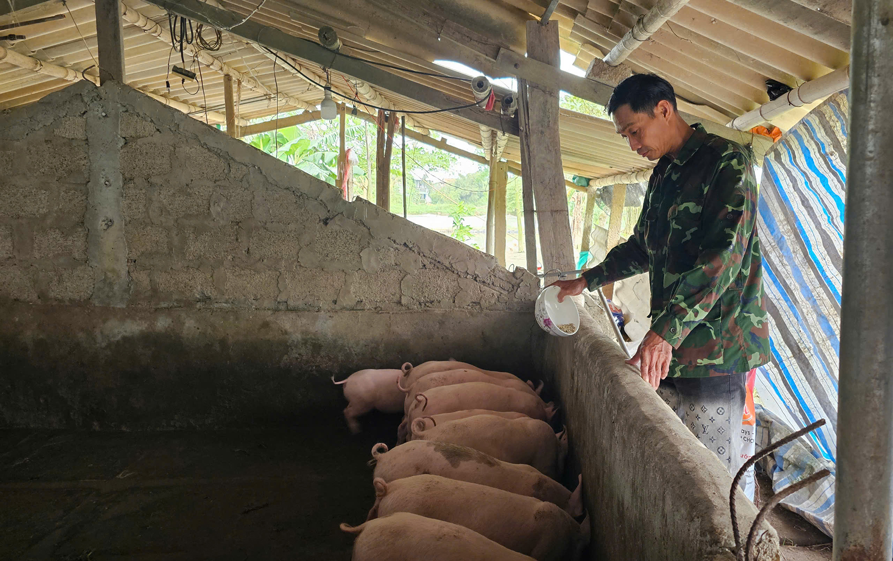 People hesitate to restock their pigs because they are afraid of disease.