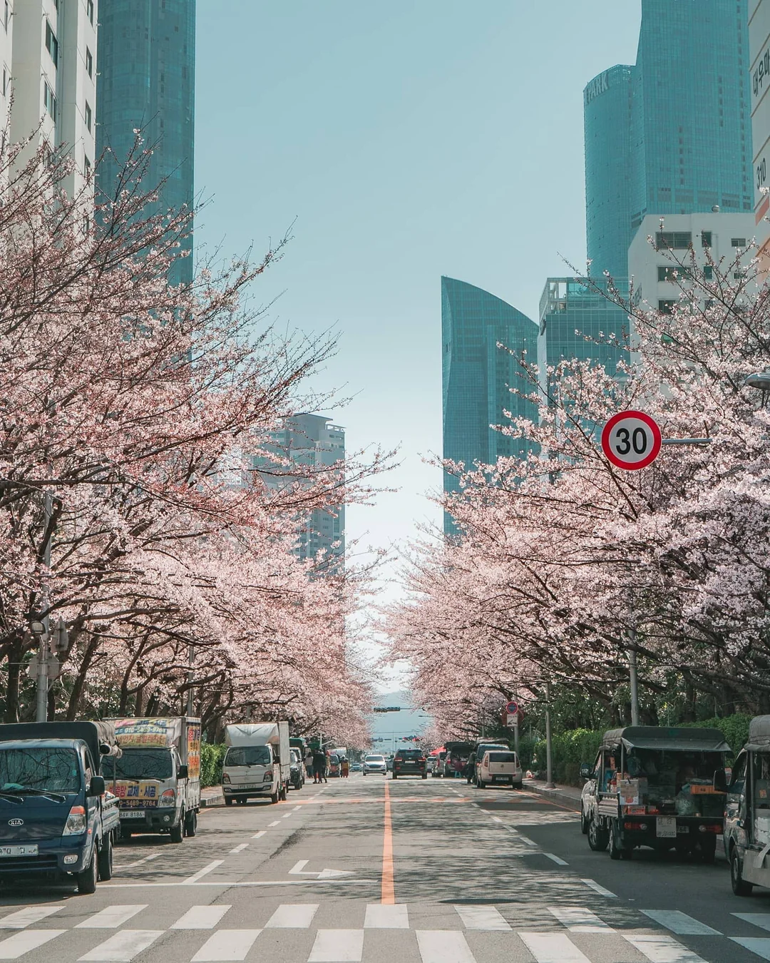 Lieux d'observation des cerisiers en fleurs en Corée, de Séoul à Jeju-5.png