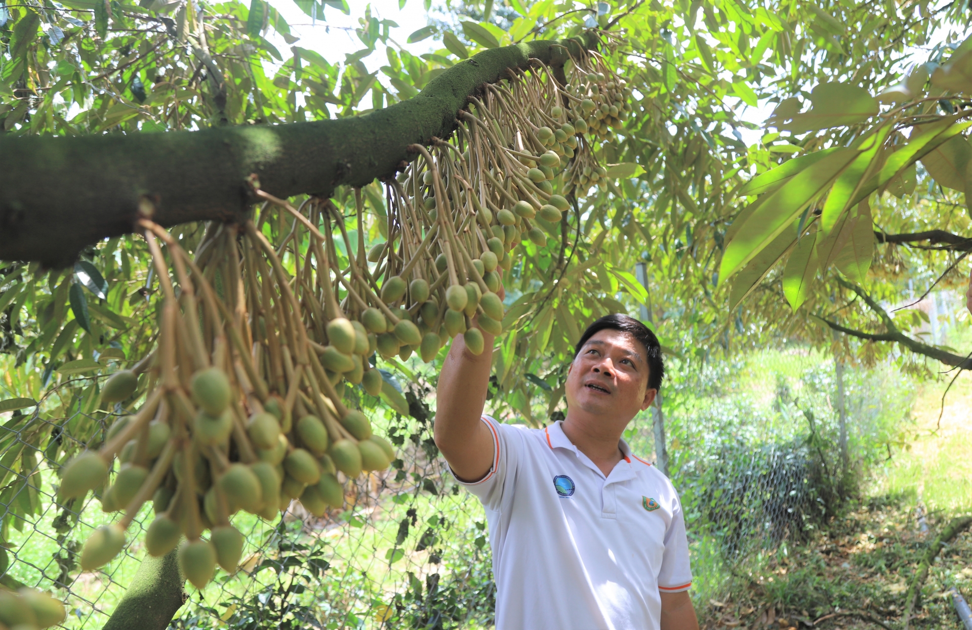 May mắn hơn nhiều hộ dân khác khi vườn sầu riêng ra bông chậm nên tránh được những cơn mưa trái mùa, nhưng ông Đặng Huy Bộ (xã Hà Lâm) vẫn rất lo lắng