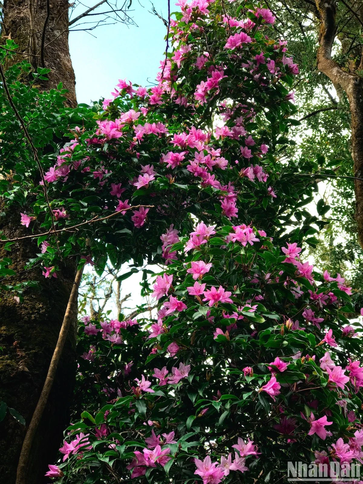 Admire los rododendros de principios de temporada en las montañas del noroeste, foto 6