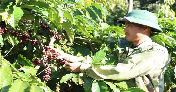 Даклак: стандартизация процесса производства кофе для увеличения экспортной стоимости