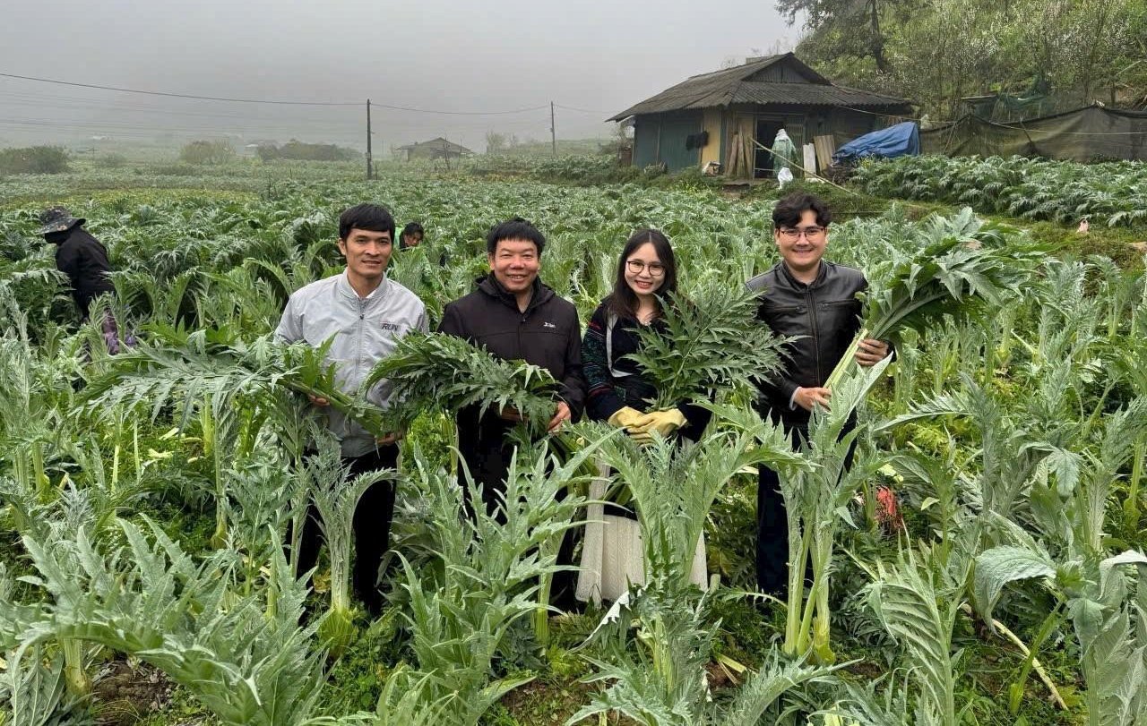 Mô hình liên kết sản xuất, tiêu thụ cây atiso giữa Công ty TNHH MTV Traphaco Sapa với người dân thị xã Sa Pa. Ảnh: Lưu Hòa.