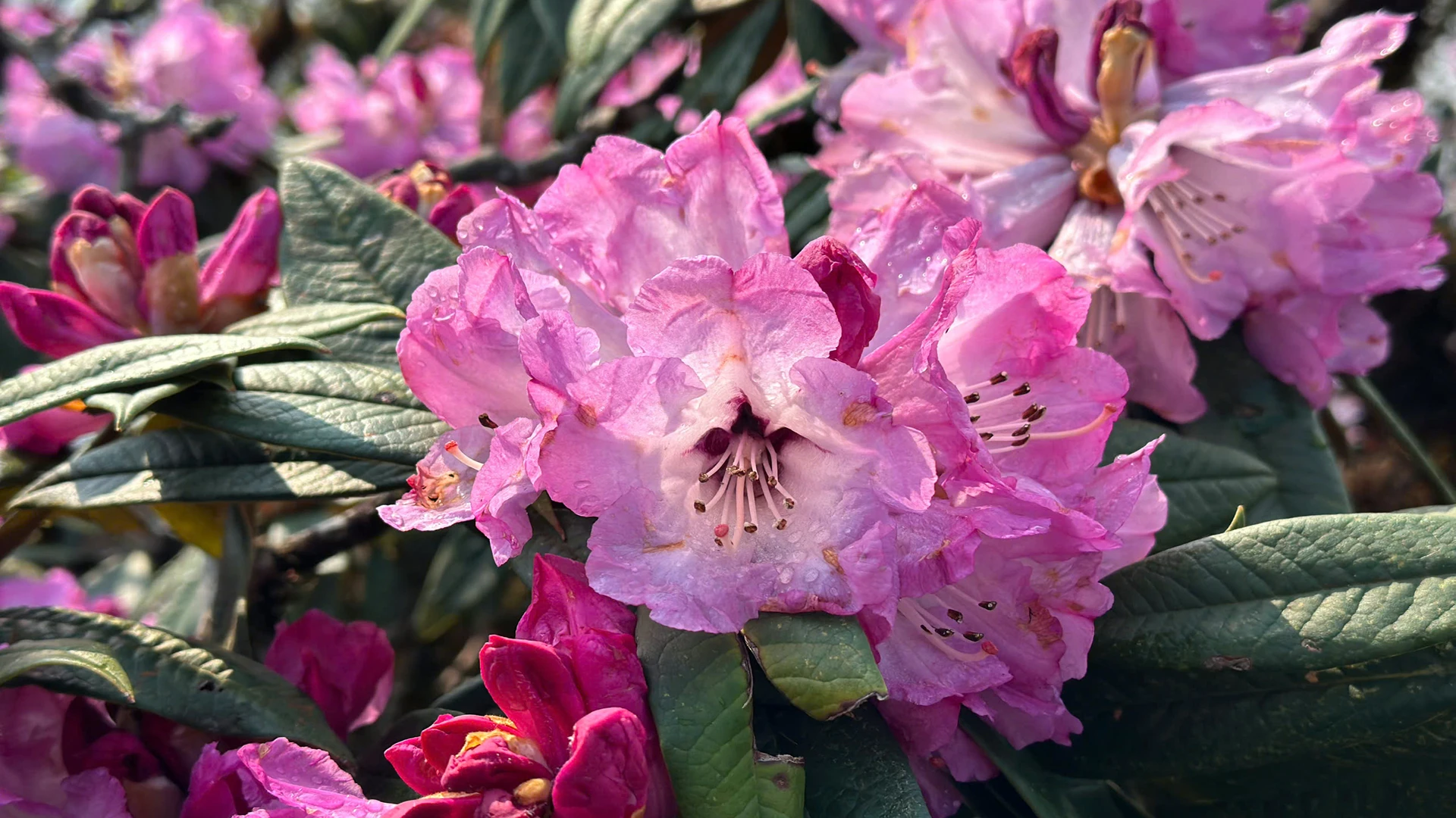 [Foto] Lai Chau en marzo es brillante con la foto 8 de la temporada de rododendros