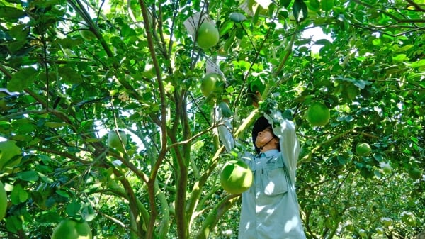 Movimiento de "Agricultores Amables" en Da Huoai