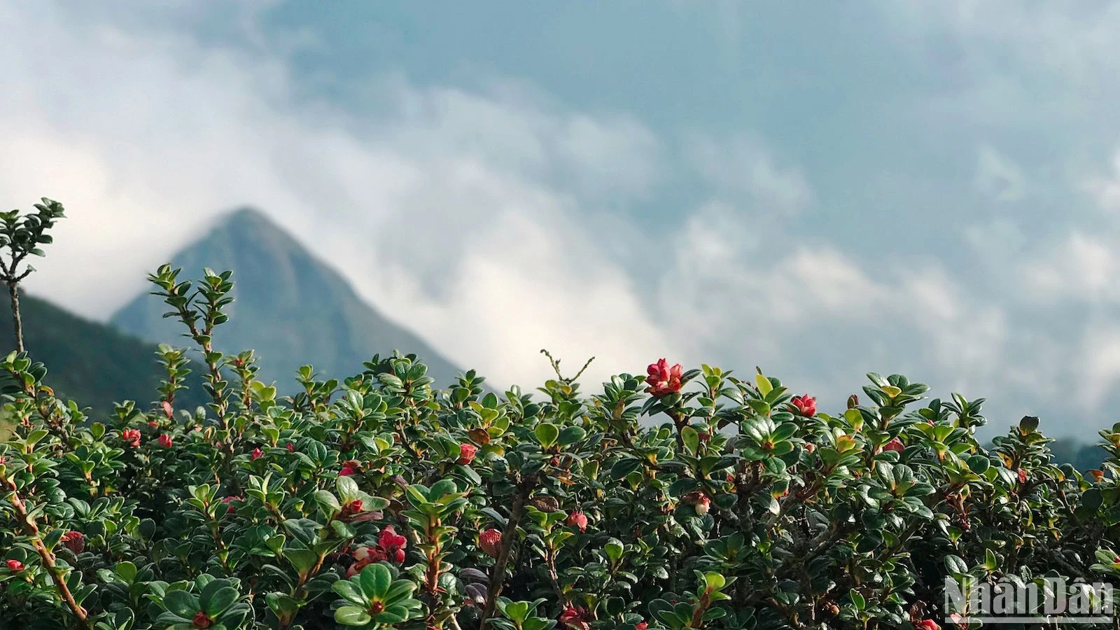 Admire los rododendros de principios de temporada en las montañas del noroeste, foto 5