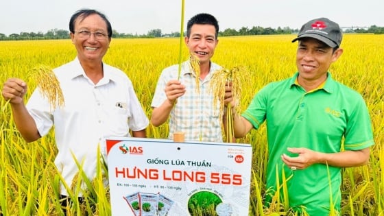 Hung Long 555 rice variety yields more than 10 tons/ha in the Mekong Delta