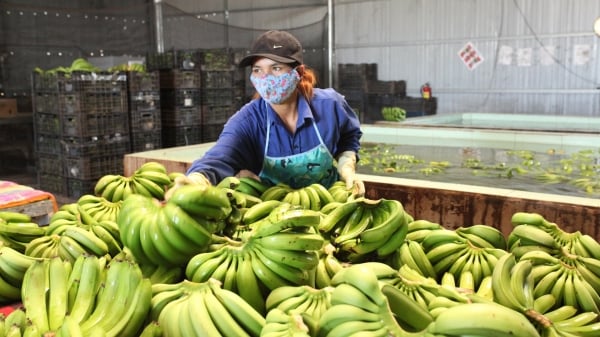 Dam Rong: El desarrollo de la agricultura como "pilar" del crecimiento económico