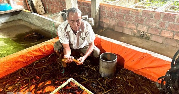 Les anguilles, une spécialité populaire, sont élevées en masse dans des bassins en ciment. Un habitant de Binh Dinh réalise un gros bénéfice à chaque fois qu'il les vend.