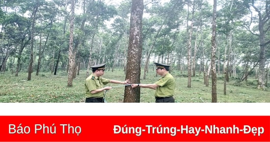 Transformation großer Holzwälder in Thanh Son