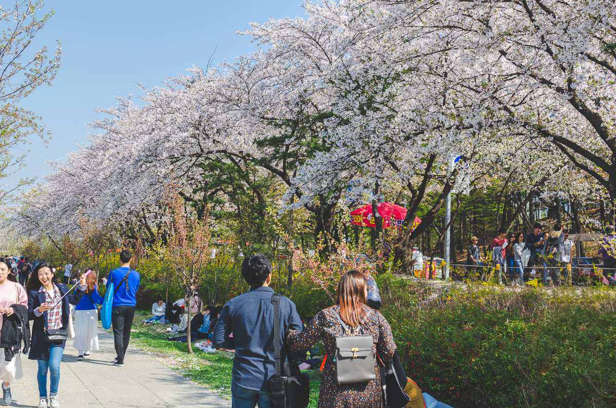 Orte zur Kirschblütenbeobachtung in Korea, von Seoul bis Jeju, 2141.png