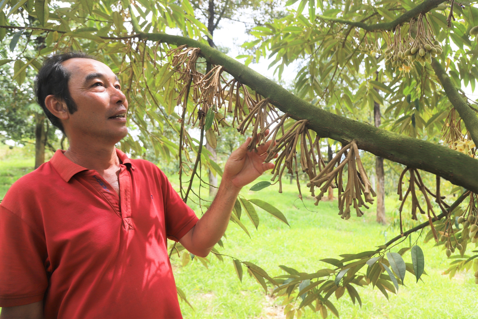 Vườn sầu riêng của gia đình ông Nguyễn Minh Hồng Điệp (Thôn 2, xã Hà Lâm, huyện Đạ Huoai) bị tháo khớp rụng bông hàng loạt do gặp mưa trái mùa trong những ngày qua