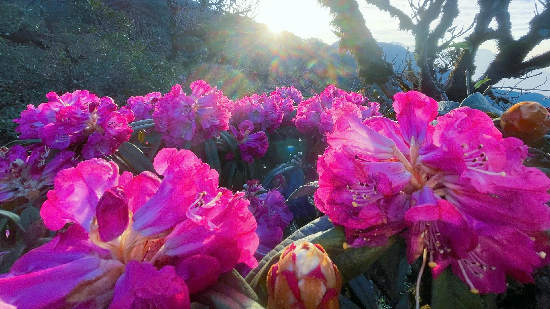 [Foto] Lai Chau en marzo es brillante con la foto 7 de la temporada de rododendros